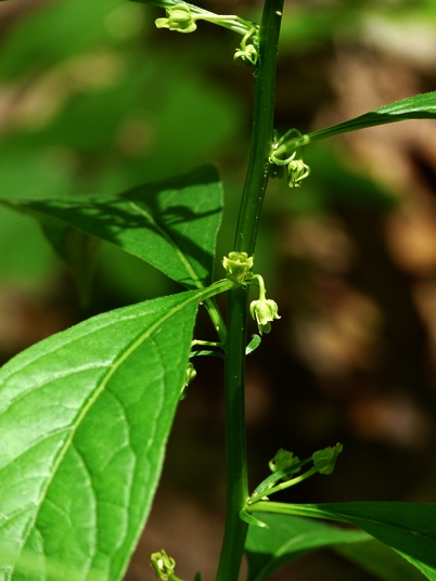 {Cubelium concolor}